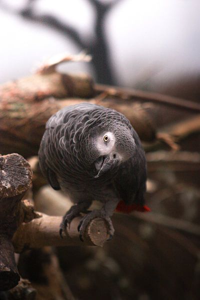 Parrot. van Jim Mook