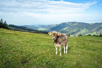 Allgäuer koe in weelderig gras van Leo Schindzielorz