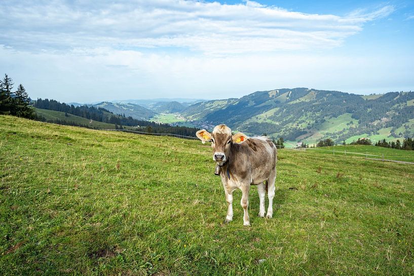 Allgäu cow in lush grass by Leo Schindzielorz