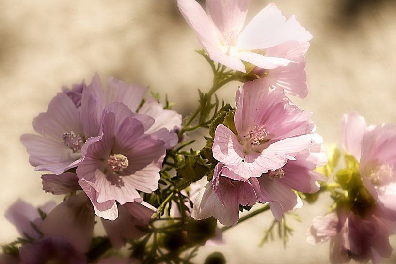 Pink flower by Cor de Keijzer