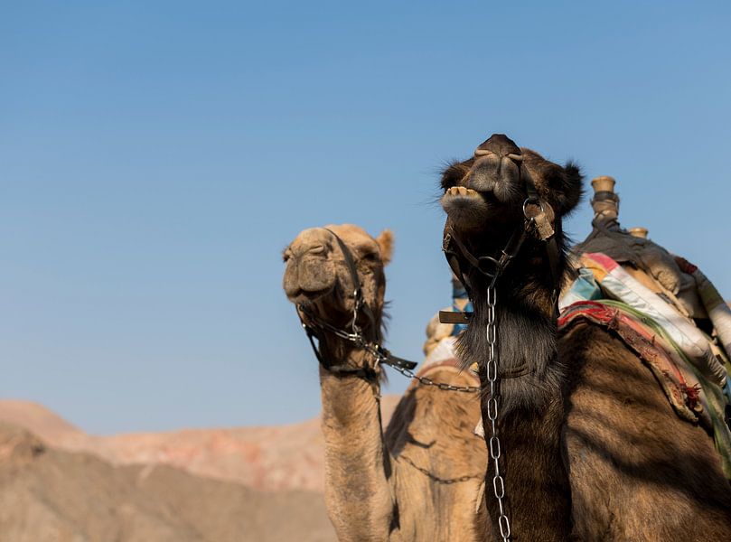 twee kamelen in de woestijn van israel van ChrisWillemsen