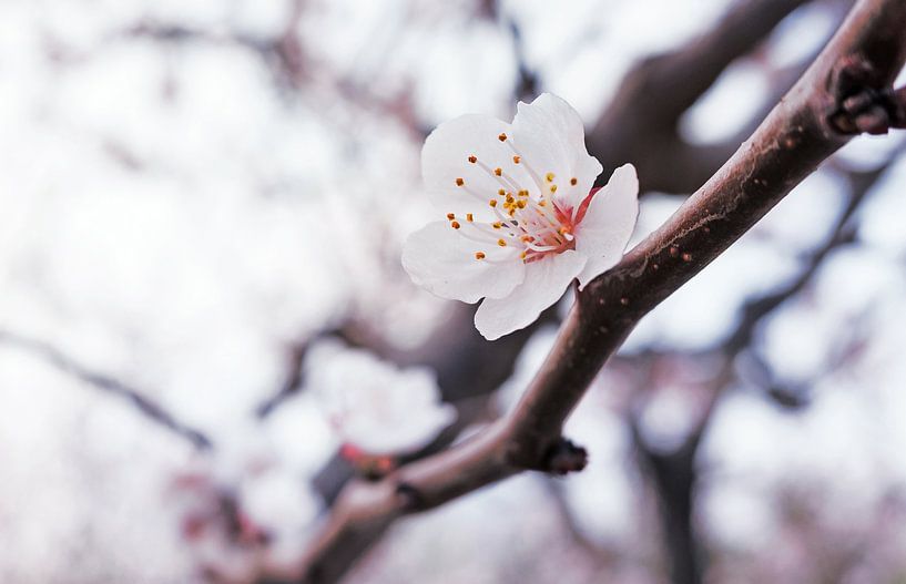 Blossom in the spring by Chi