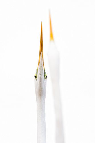 Two Great Egrets in threat attitude