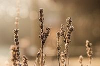 Winterlandschaft