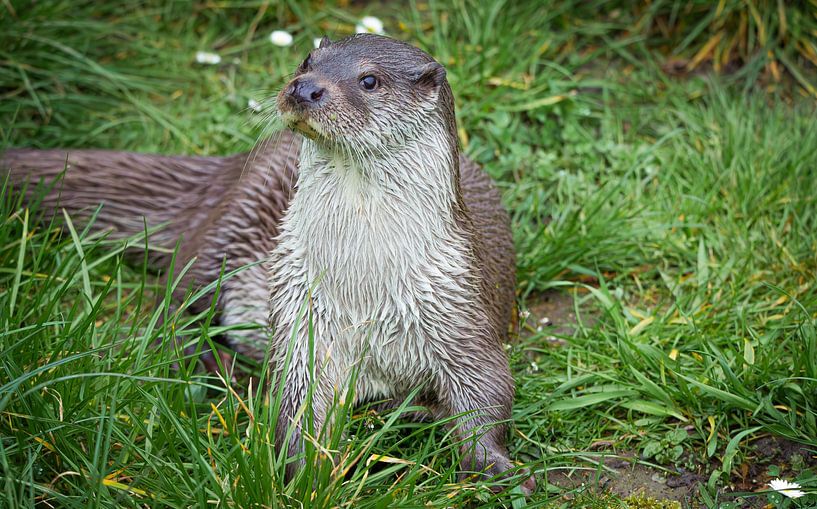 Atemberaubende Nahaufnahme des europäischen Fischotters (lutra lutra) im Gras von Wildlife Designs