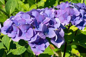 Gartenhortensien (Hydrangea macrophylla)