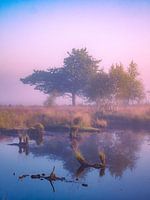natuurlijk mist