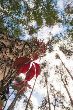 Baum mit roten Blättern von Paul van Putten