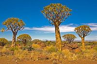 Namibian Sci-Fi - The Guardians of Quiver Prime