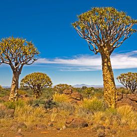 Beeindruckender Köcherbaumwald in Namibia von WeltReisender Magazin