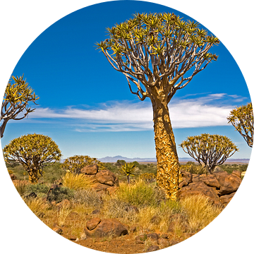 Indrukwekkend kokerbomenbos in Namibië van WeltReisender Magazin