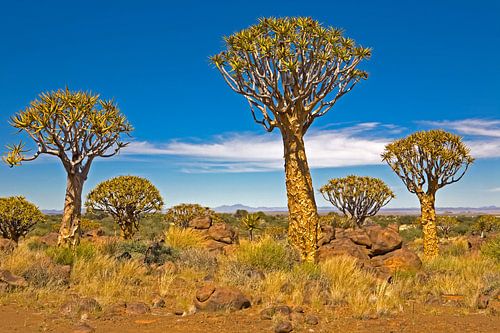 Beeindruckender Köcherbaumwald in Namibia