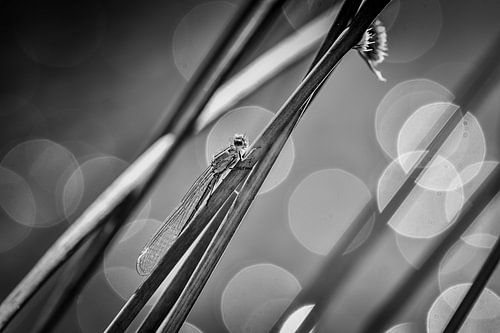 Libelle in zwart wit van Jeannette Fotografie