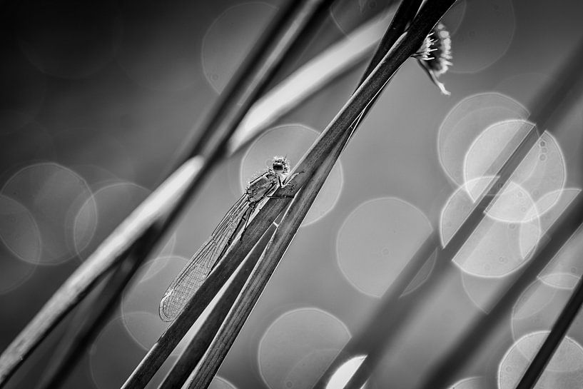 Libelle in black and white by Jeannette Fotografie