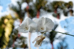Thai blanc