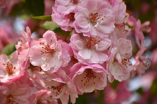 Een bloeiende appelboom in het park