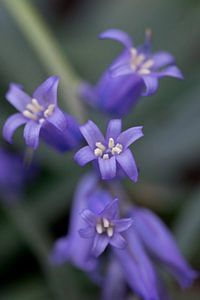 Bois de Hal - 'La Forêt Bleue'