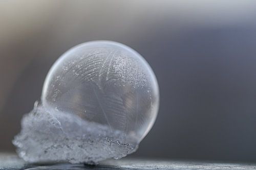 Zerbrechliche Schönheit von Lianne van Dijk