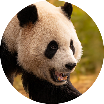 Reuzen Panda van Nicola Mathu