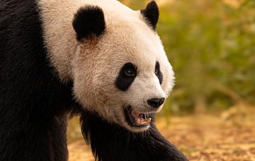 Panda géant sur Nicola Mathu