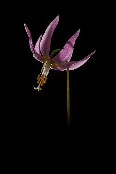 The special flower of the European dog stand by Douwe Schut