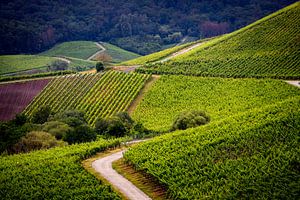 Route de Vin