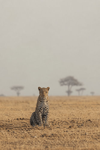 Silent Savannah – Elegant Leopard Wall Art from the African Savannah – Minimalist Wildlife Photography – Luxury Safari Wall Decor