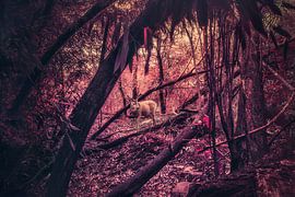 Majestic Deer in Red Forest - Enchanting Nature Photography Artwork
