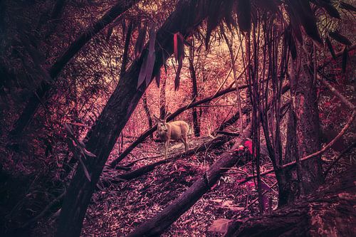 Cerf majestueux dans une forêt rouge - Œuvre d'art photographique de nature enchanteresse