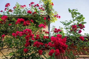 La Douce France, façade française pleine de roses. sur Blond Beeld