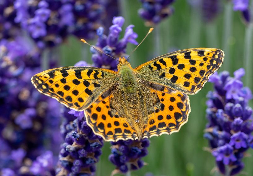 Petit nacré, (Issoria lathonia) dans un champ de lavande par Animaflora PicsStock