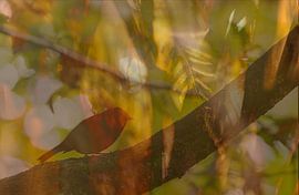 Et le rouge-gorge chante 2 (silhouette d'un rouge-gorge sur une branche dans des couleurs automnales naturelles)