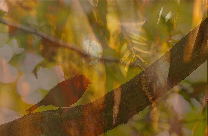 Und das Rotkehlchen singt 2 (Silhouette eines Rotkehlchens auf einem Ast in natürlichen Herbstfarben) von Birgitte Bergman