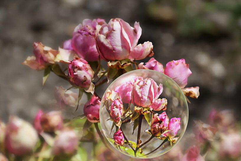In the glass ball - polyanthanoses by Christine Nöhmeier
