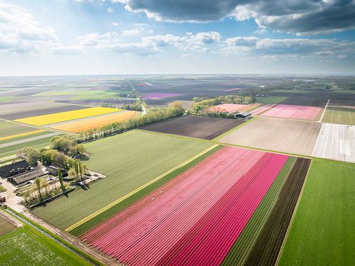Splashes of colour in tulip fields