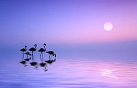 Ochtend Flamingo