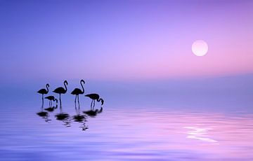 Ochtend Flamingo van Bess Hamiti