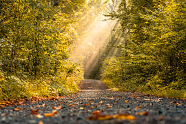 Tunnel de lumière sur le sentier forestier de la forêt d'Habichtswald