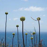 Bloemen aan zee