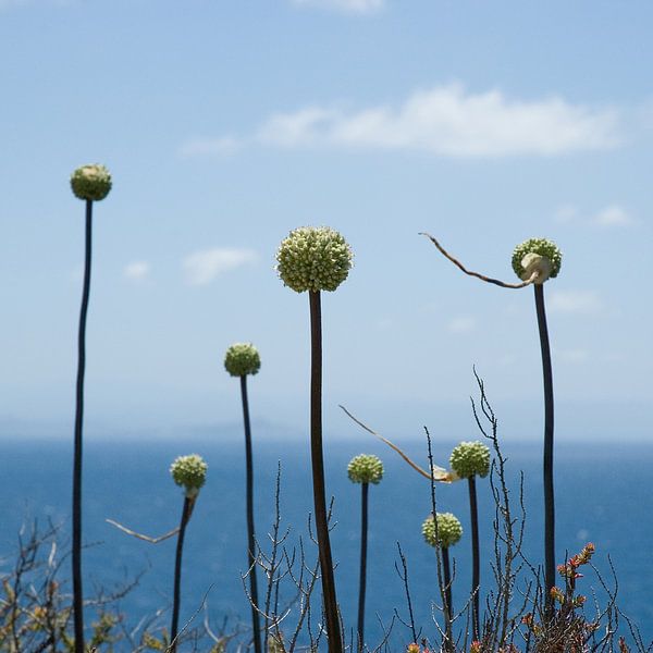 Bloemen aan zee par Hannie Bom