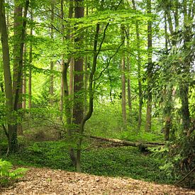 Sprookjesbos in de lente van Corinne Welp