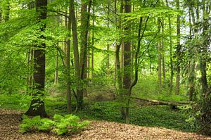Forêt de conte de fées au printemps