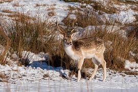 Fallow deer in the snow Amsterdam Water Supply Dunes by Merijn Loch