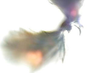 Plume | Oiseau de Paradis | Fine Art