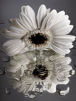 White Gerbera 