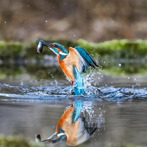 IJsvogel duikt op met een vis in zijn snavel