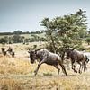 Die wilde Reise der Gnus in der Savanne von GoodMoodPhotos