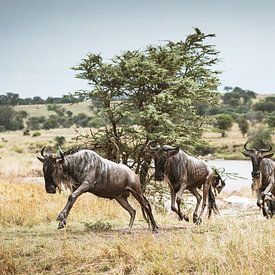 De wilde reis van de gnoe op de savanne van GoodMoodPhotos
