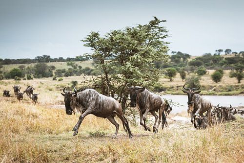 Le voyage sauvage des gnous dans la savane sur GoodMoodPhotos