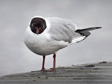 The black-headed gull by Maickel Dedeken